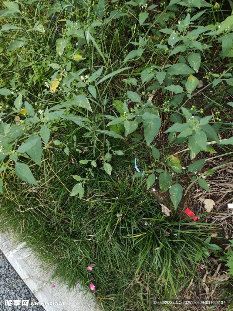 路边绿植中的红果实