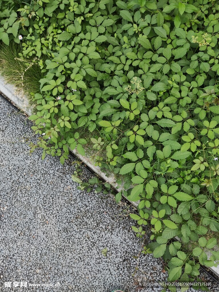 路边翠绿繁茂的丛生植物