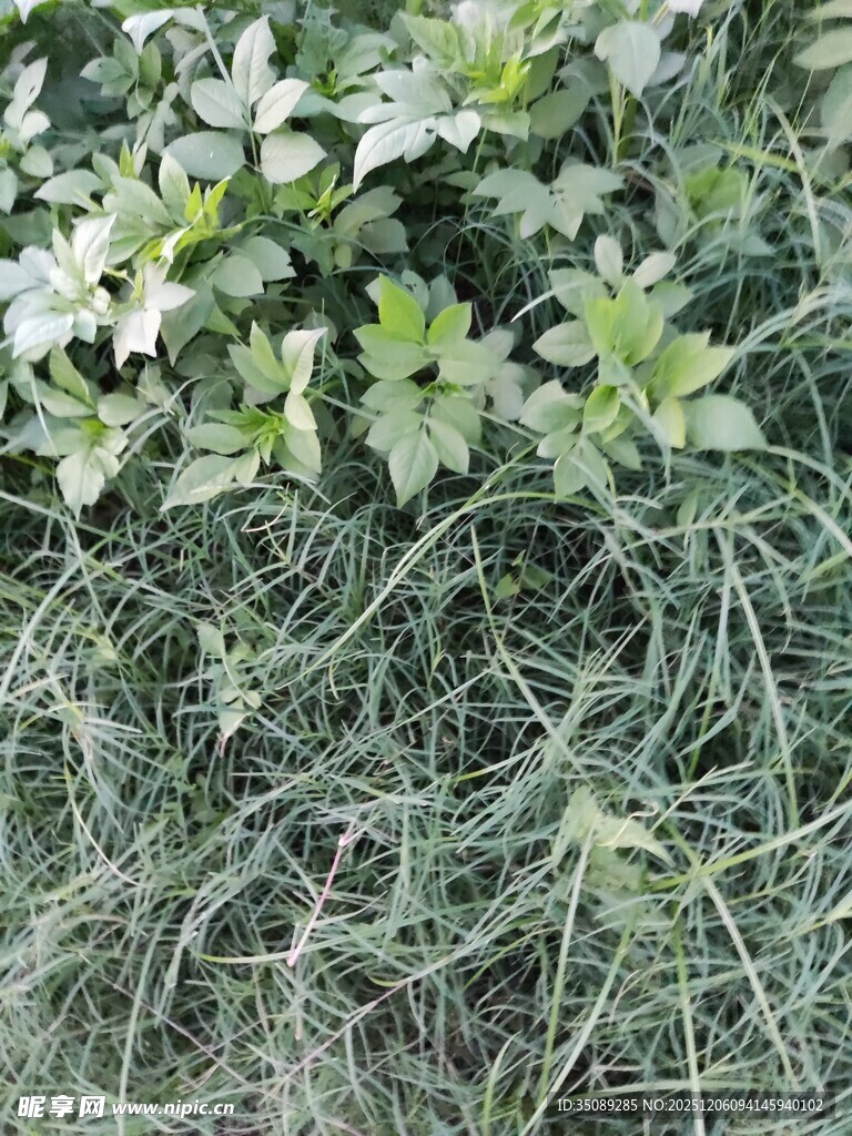 地面生长的绿色植物