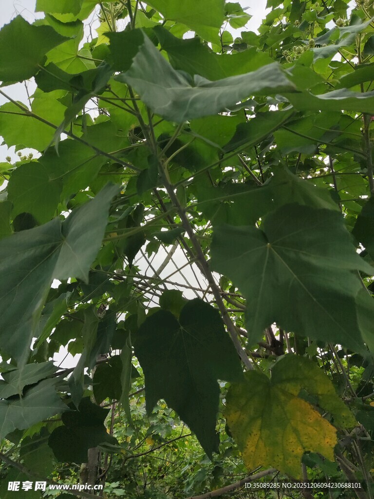 绿叶繁茂的植物景象