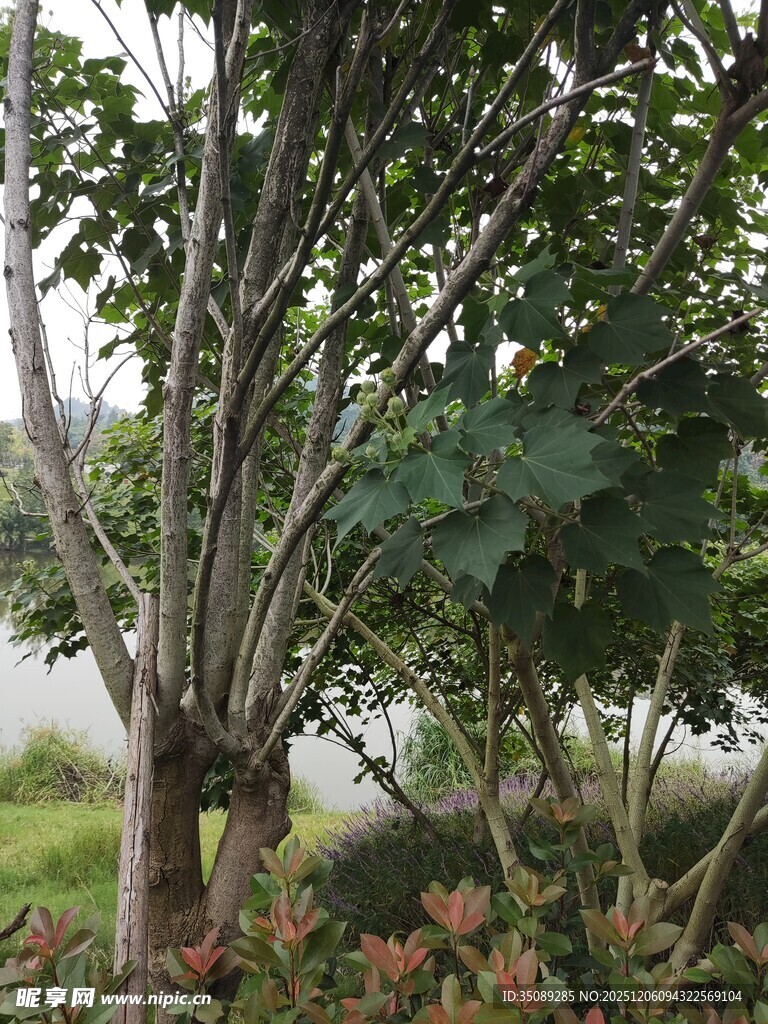 繁茂树林中的多彩植物景观