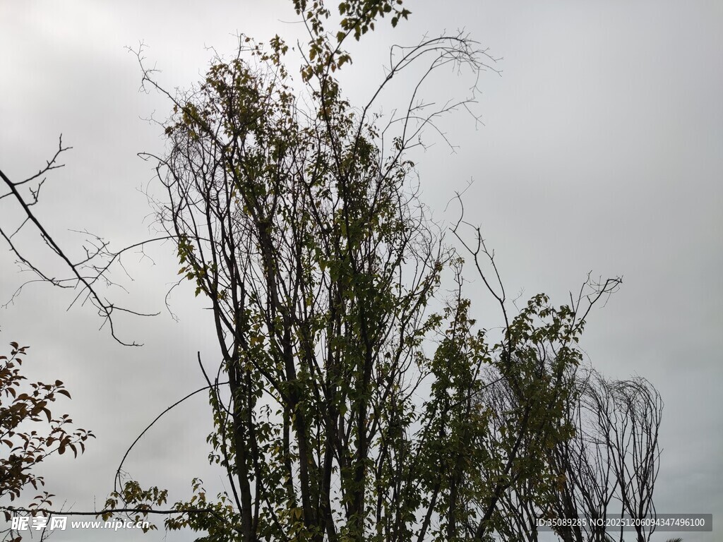 狂风中弯折的树木