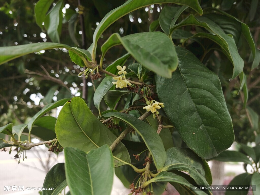 绿叶间的黄色小花