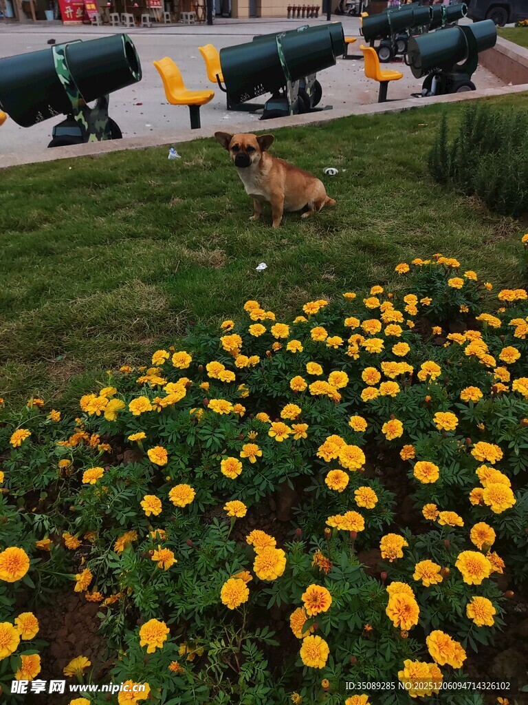 花丛中玩耍的小狗