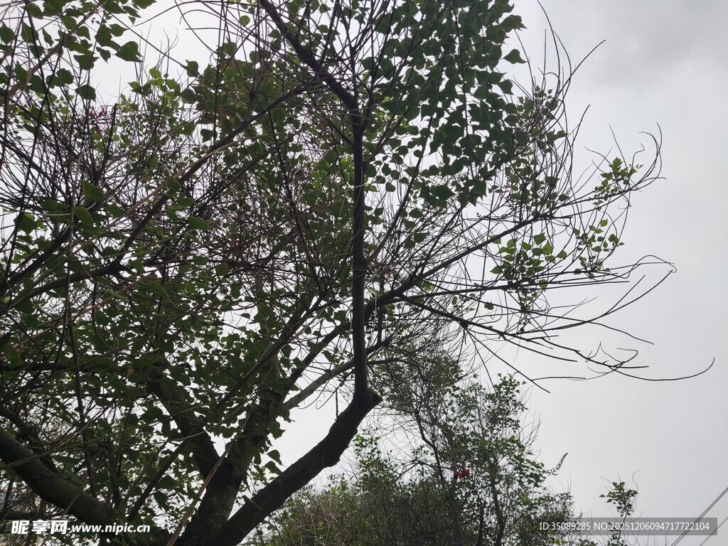 阴天里的繁茂树木