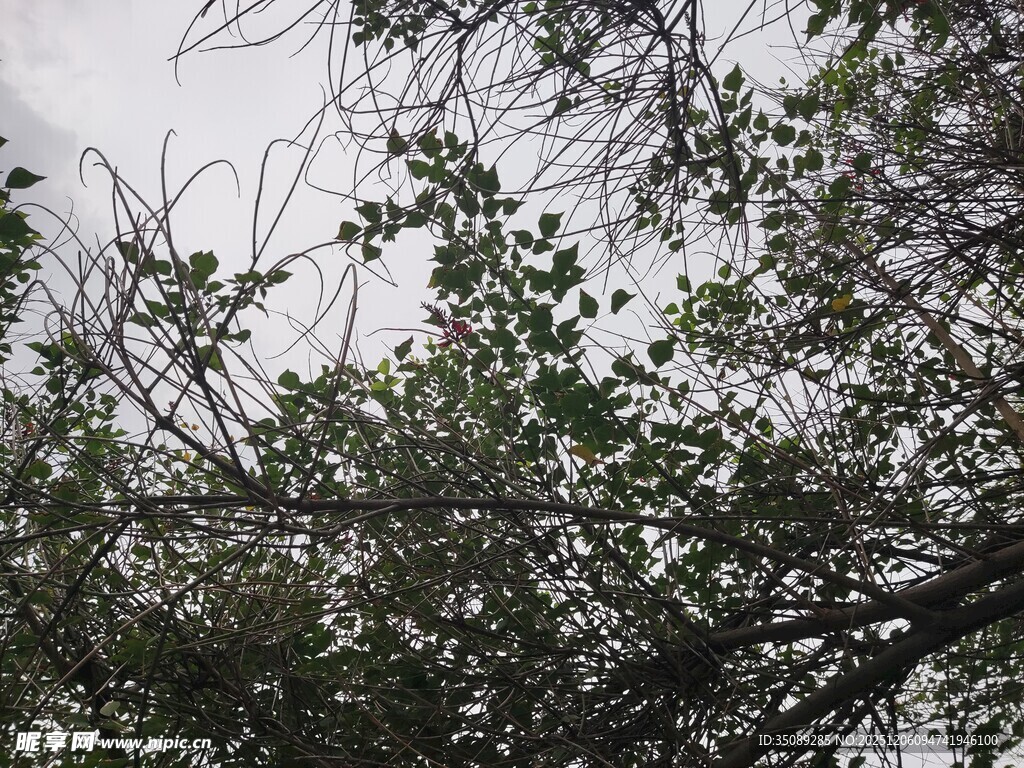 树枝上的绿叶与天空