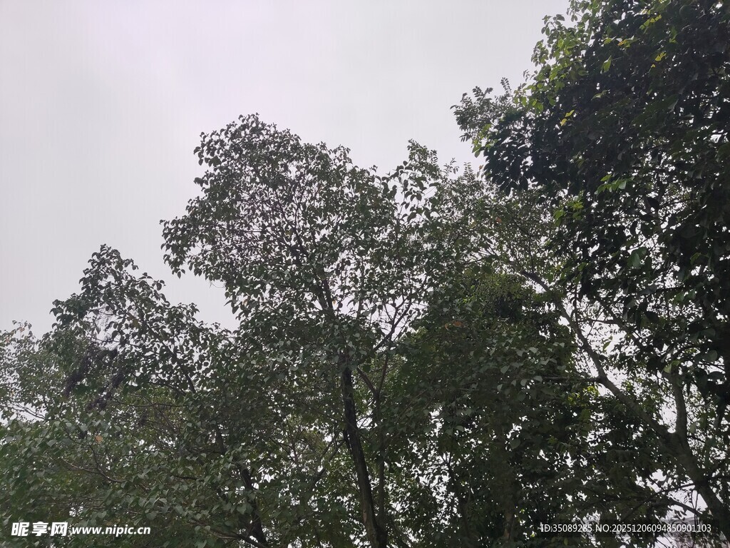 仰视茂密树林树冠