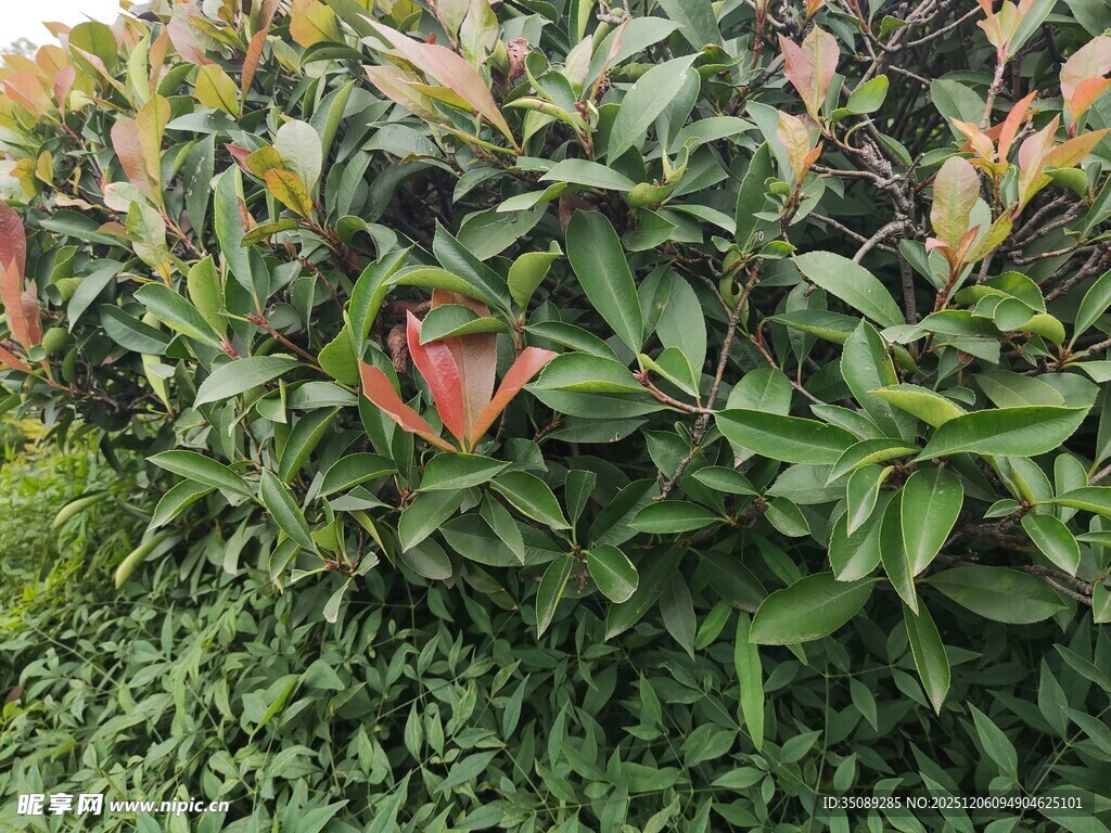 绿叶丛中娇艳绽放的花朵