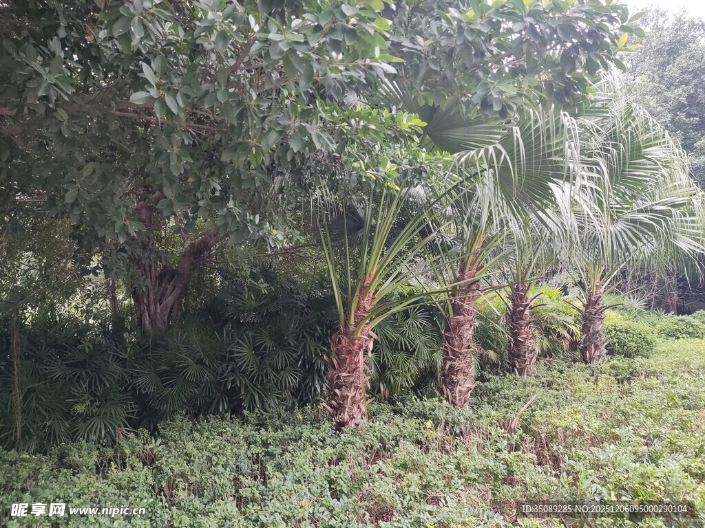 茂密树林中的棕榈树景观
