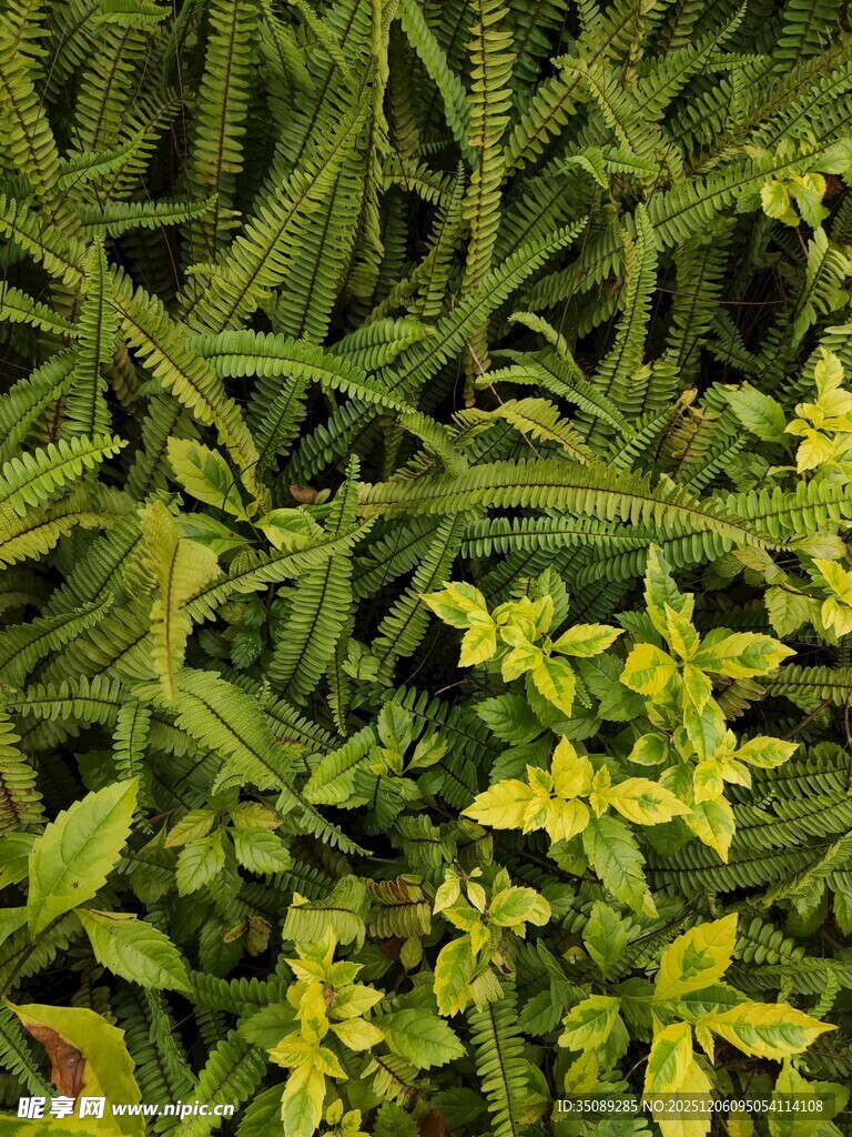 翠绿繁茂的多样植物景观