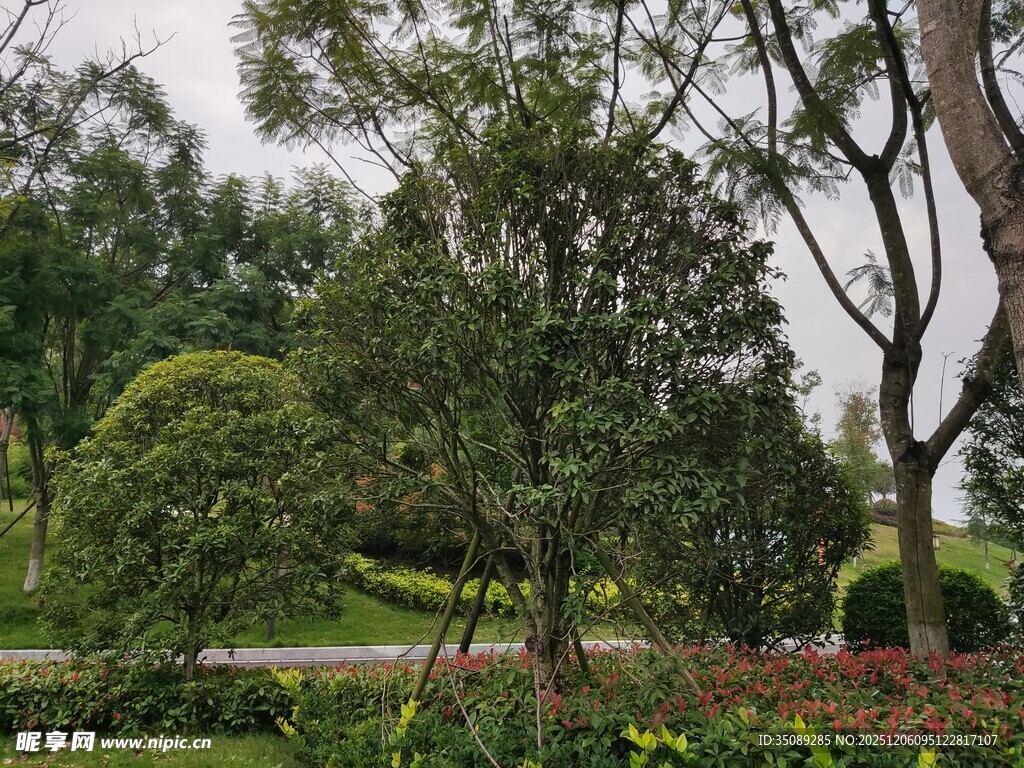 绿意盎然的园林景观