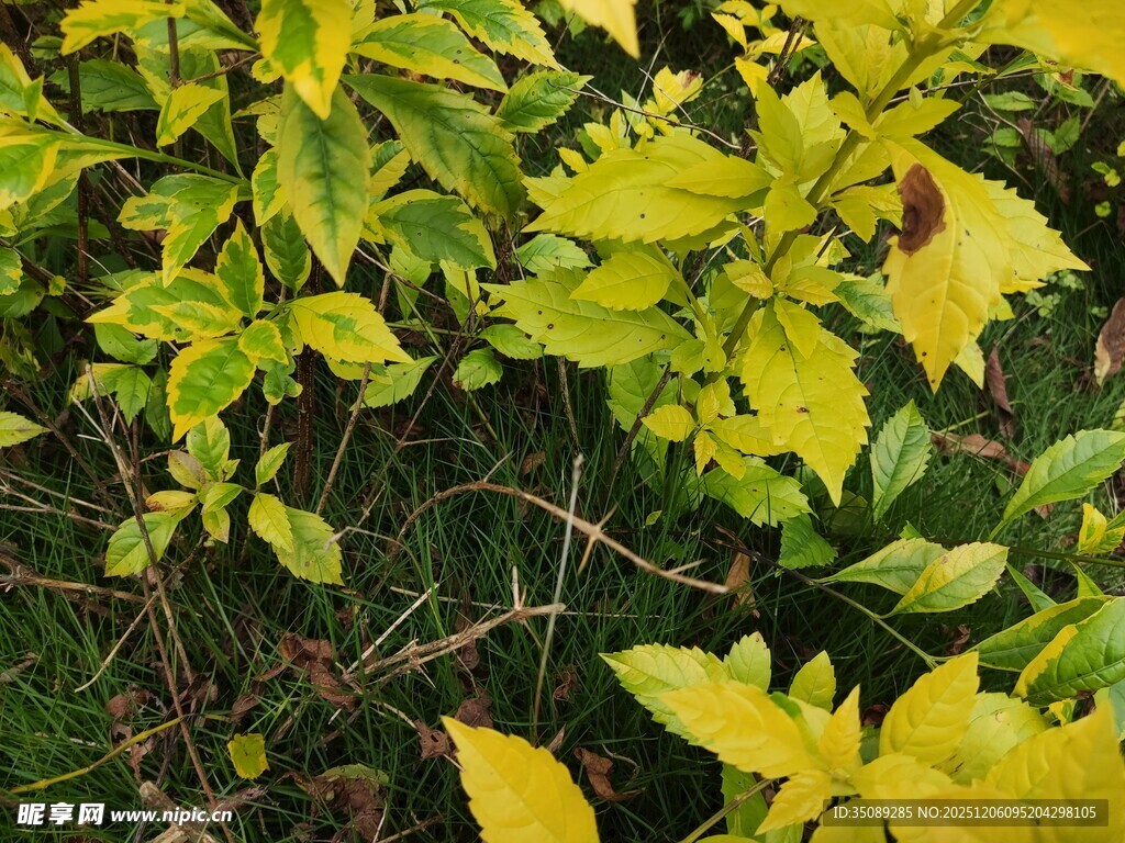 黄绿相间的繁茂植物
