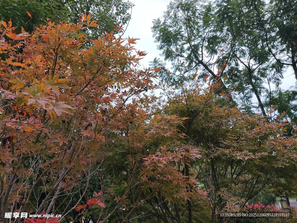 秋日斑斓树林景致