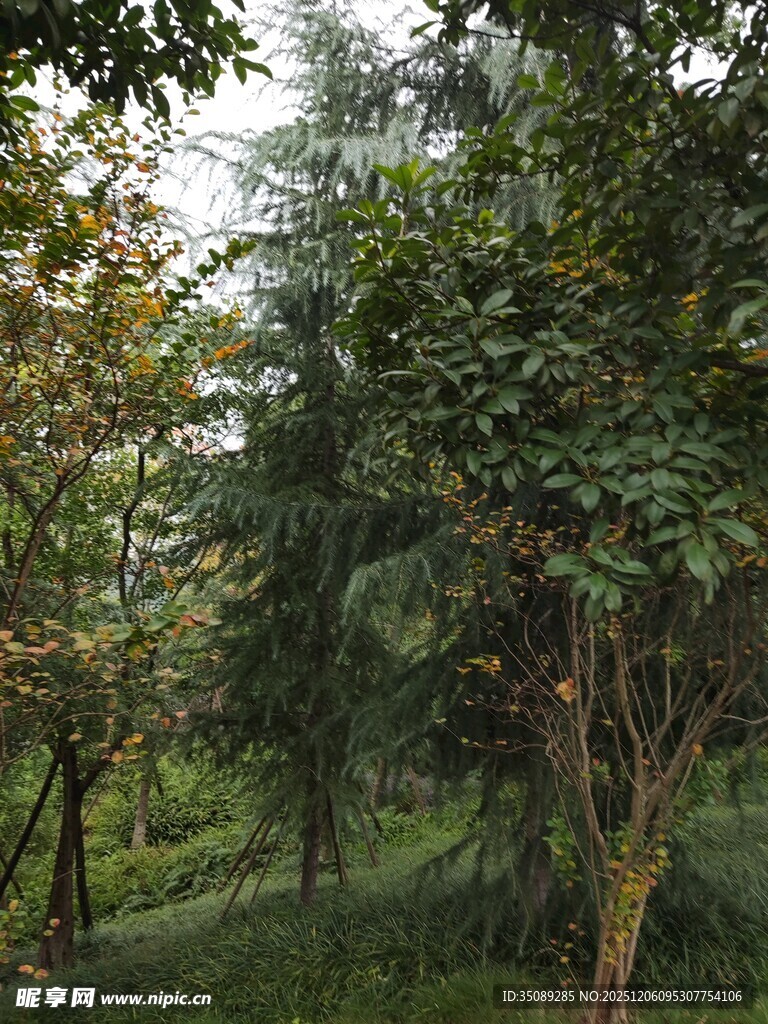 林间绿意盎然的自然景致