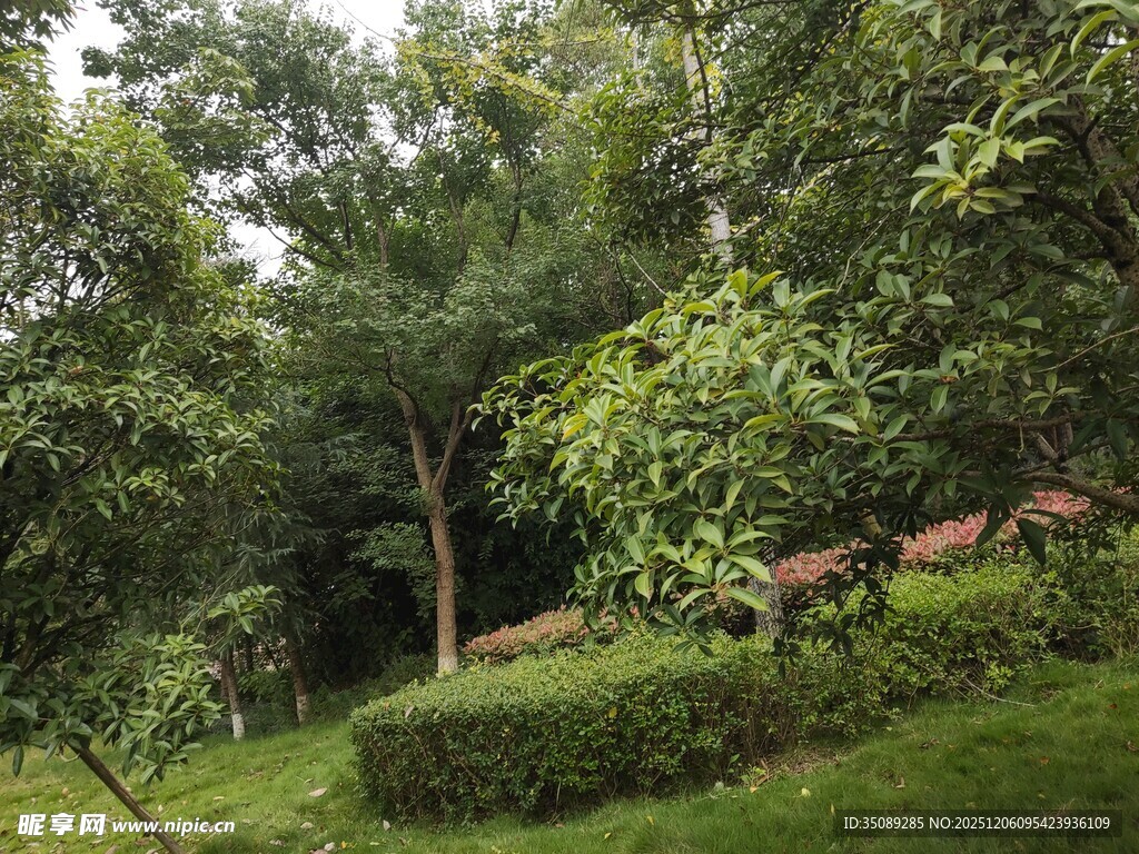 绿意盎然的自然庭院景观