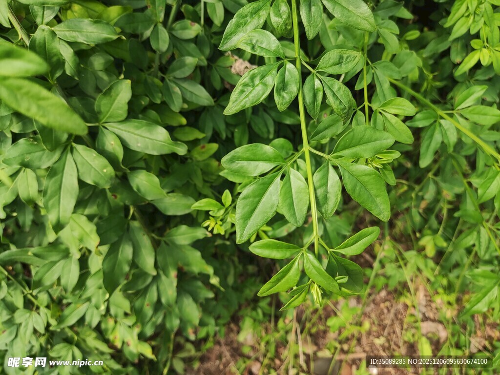 翠绿繁茂的植物叶片