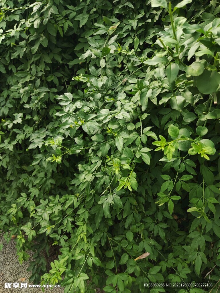 翠绿繁茂的爬藤植物墙