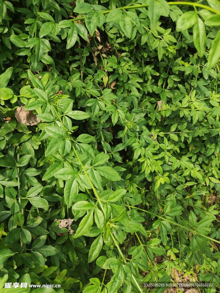 繁茂绿植生机盎然景象