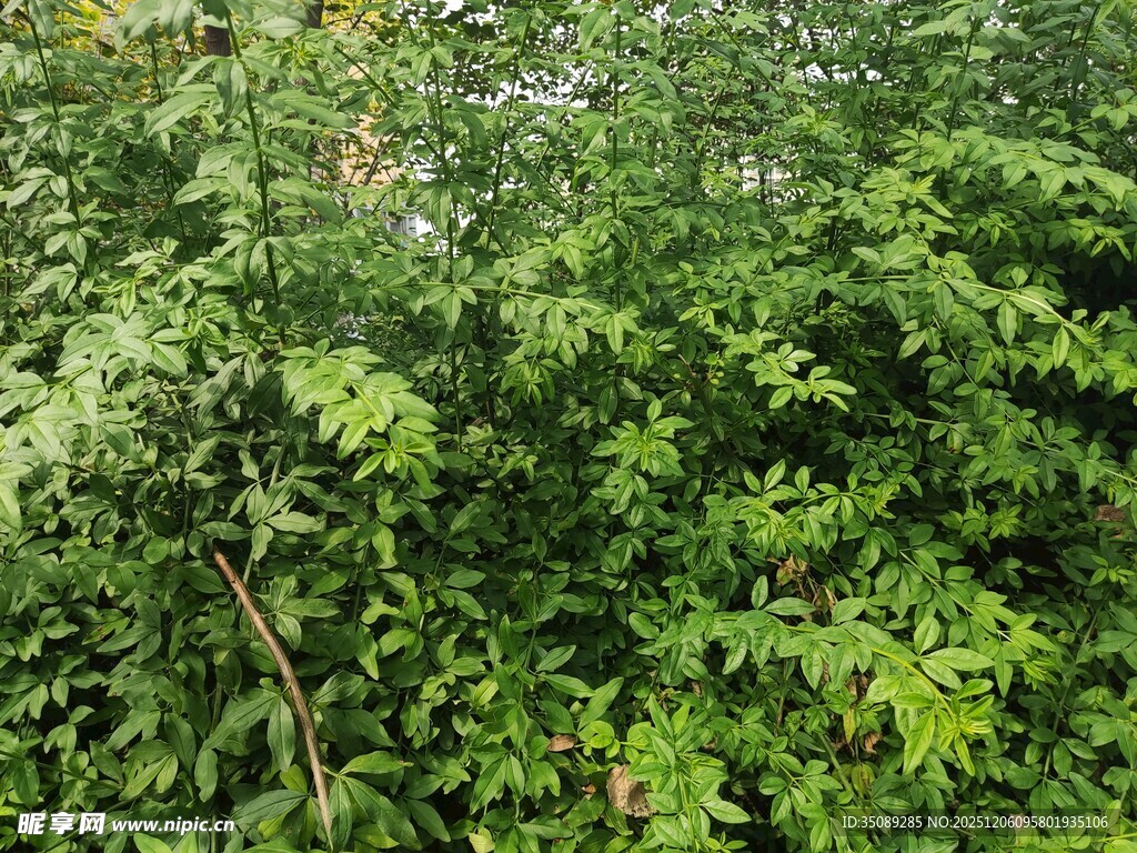 茂密绿意盎然的繁茂植被