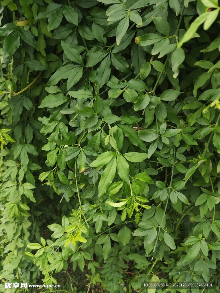 翠绿繁茂的藤蔓植物