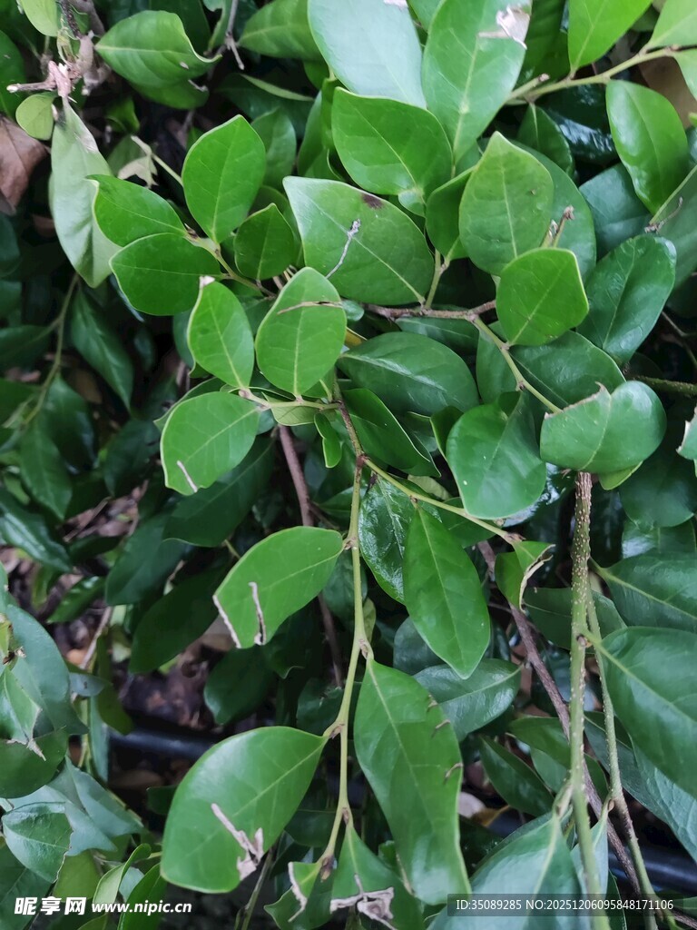 翠绿繁茂的叶片植物