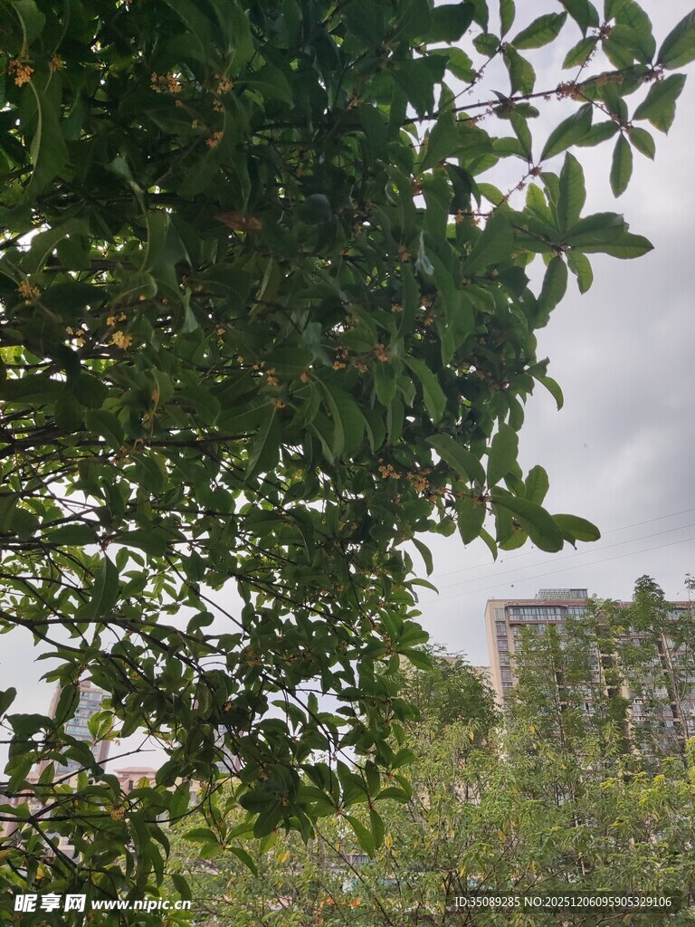 透过枝叶望远处建筑