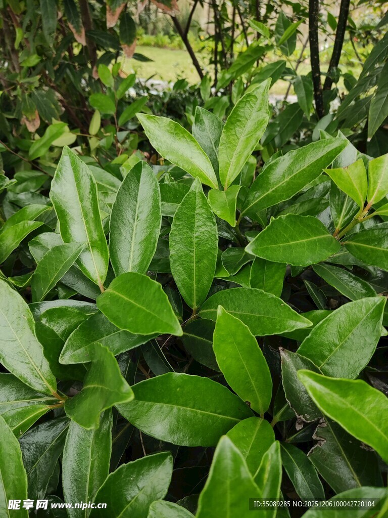 翠绿繁茂的叶片植物