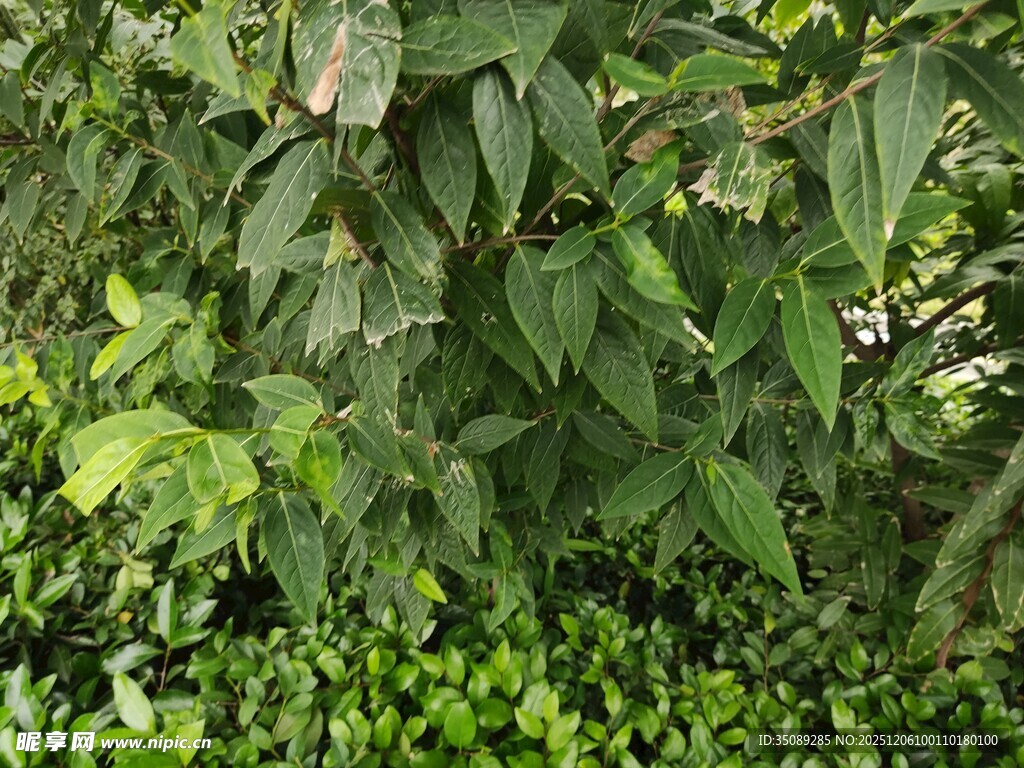 绿叶间的多彩蝴蝶