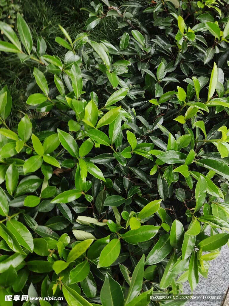 翠绿繁茂的植物叶片