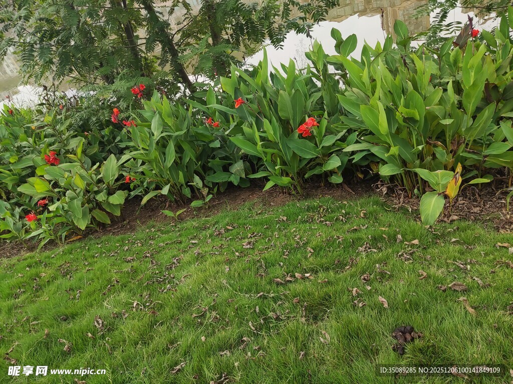 绿草繁花装点的美丽花园
