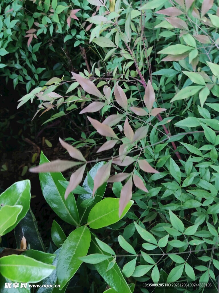 多彩叶片植物景观