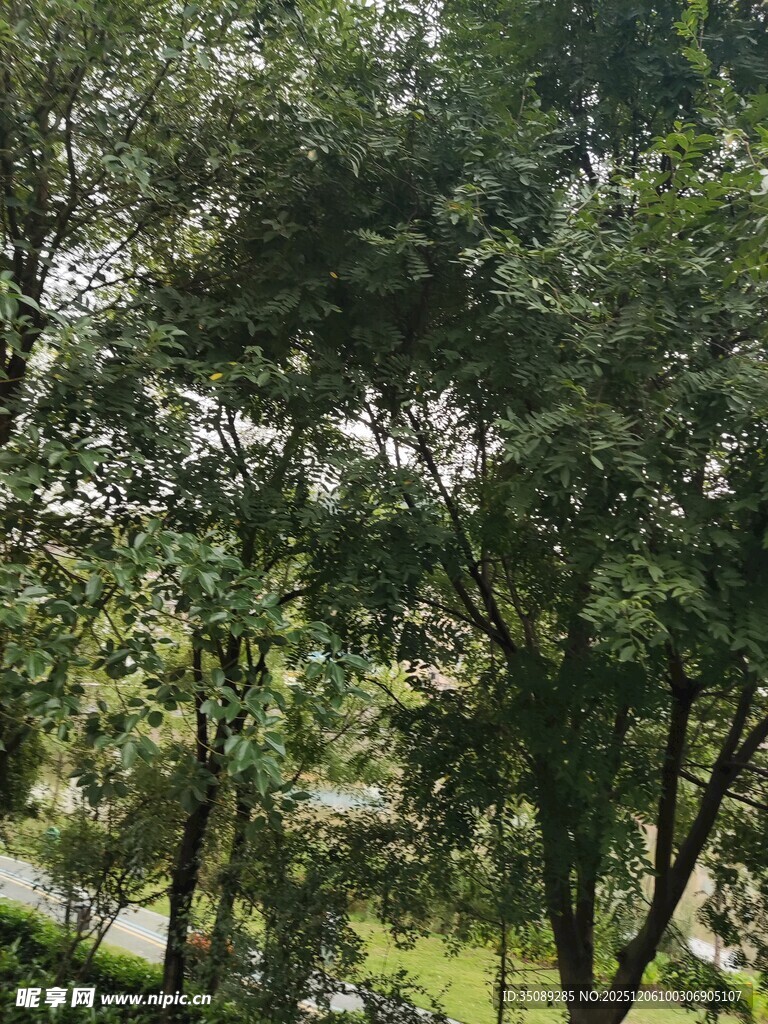 林间绿意盎然的自然景致