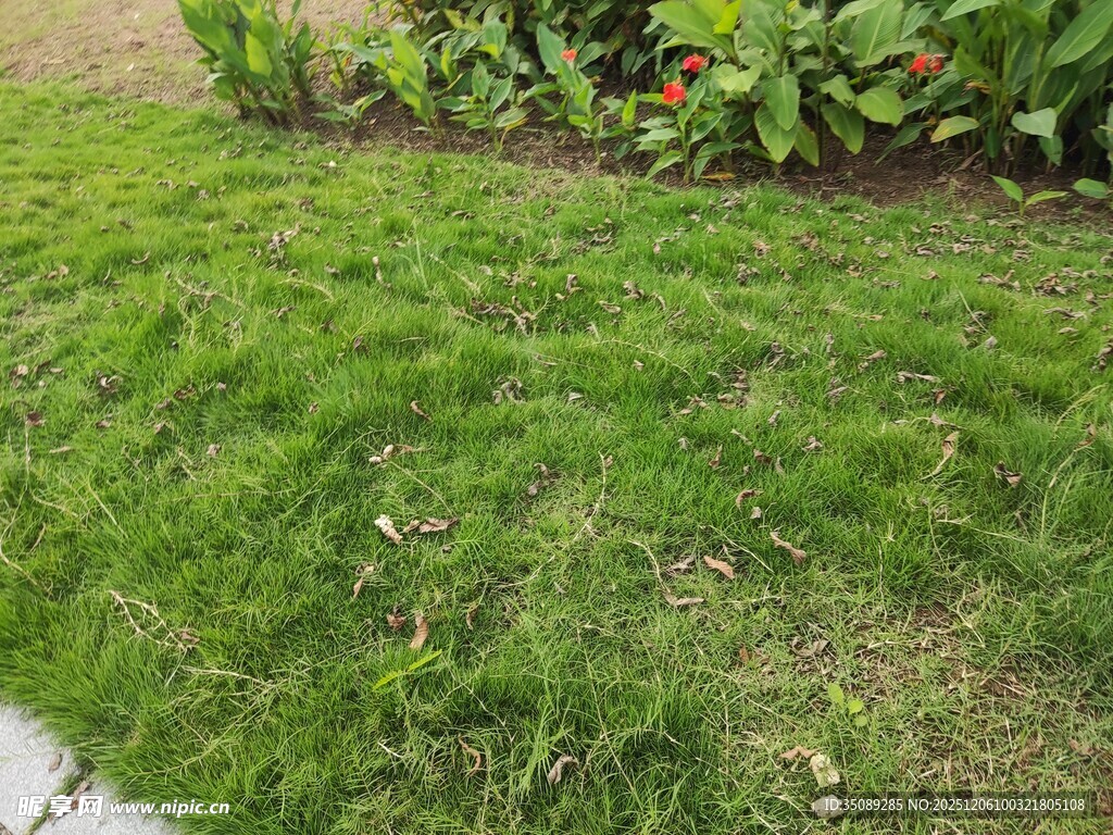 翠绿草坪生机盎然