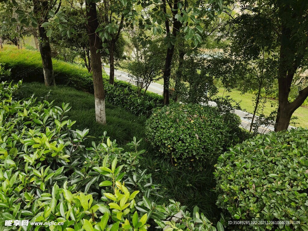 绿意盎然的园林景观
