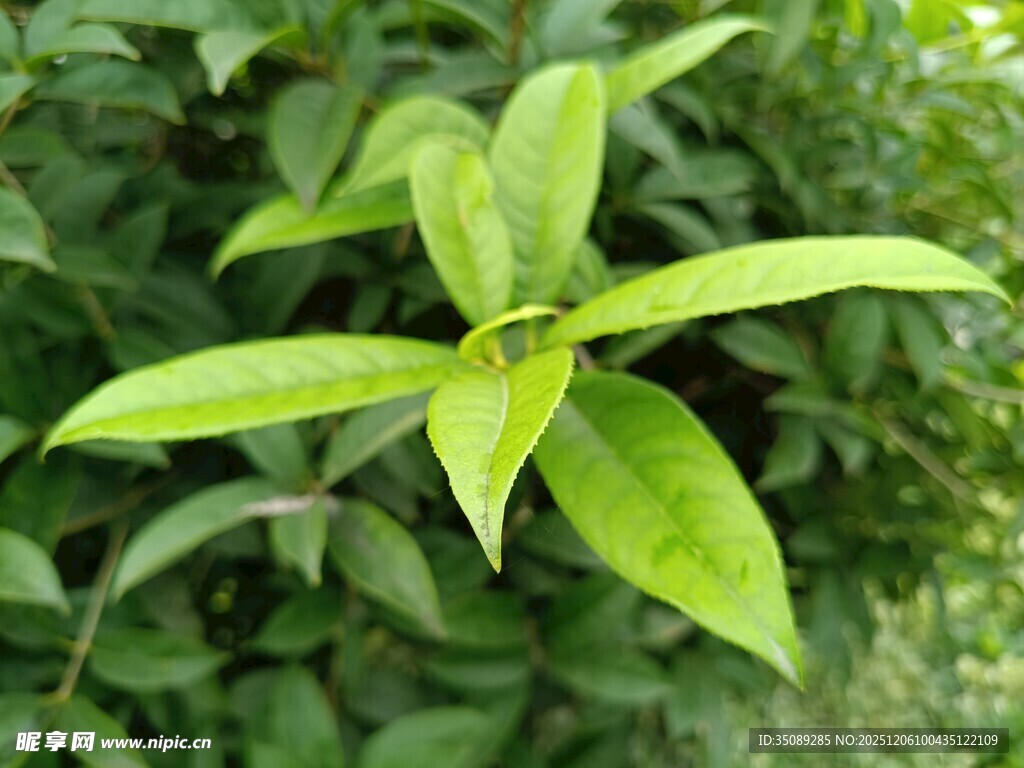 嫩绿叶片植物特写