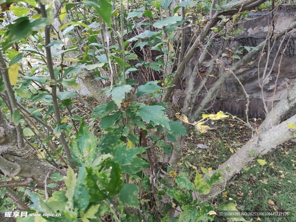 野外繁茂绿植景象