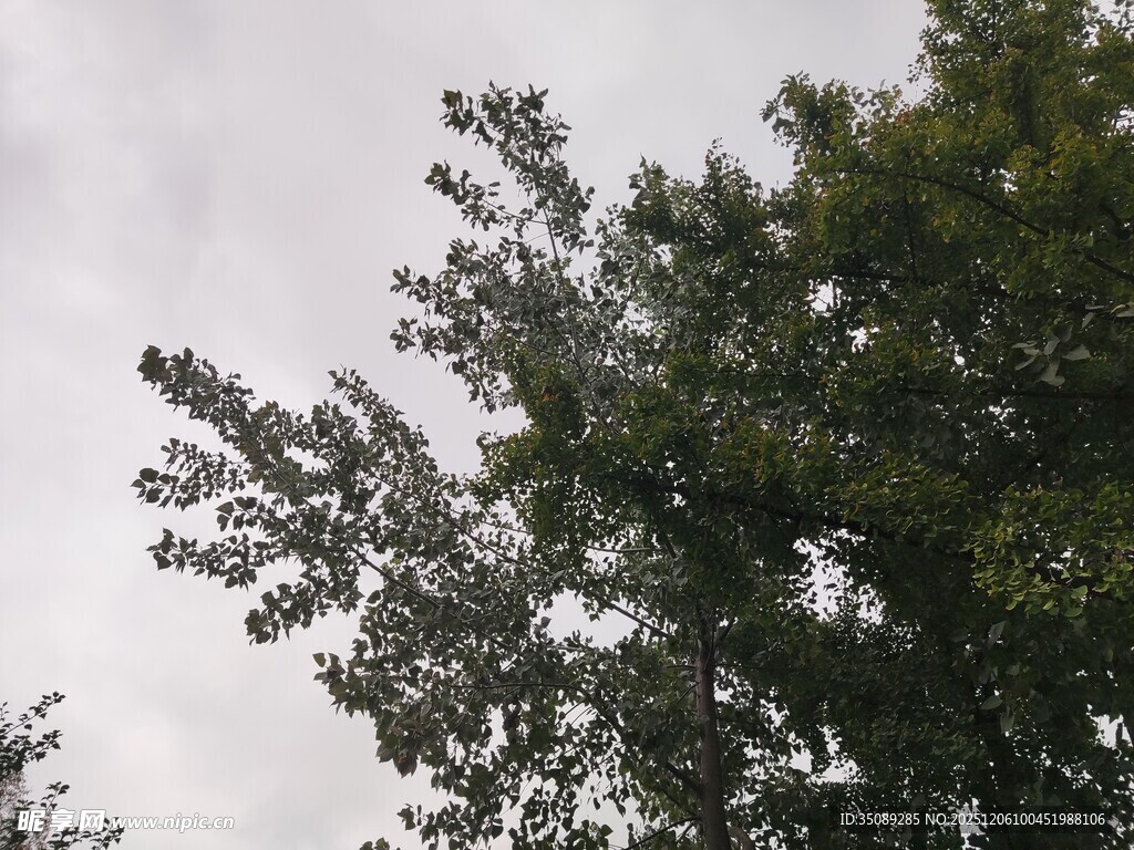 仰视绿树与灰白天空