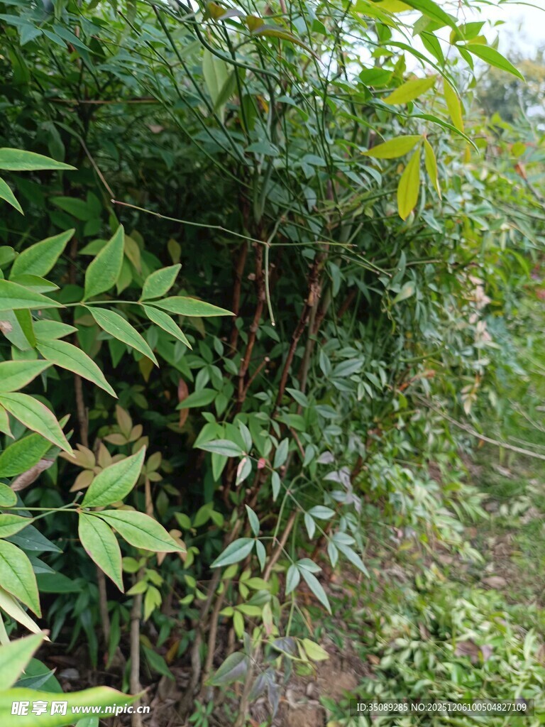 茂密丛林中的绿色植物景观
