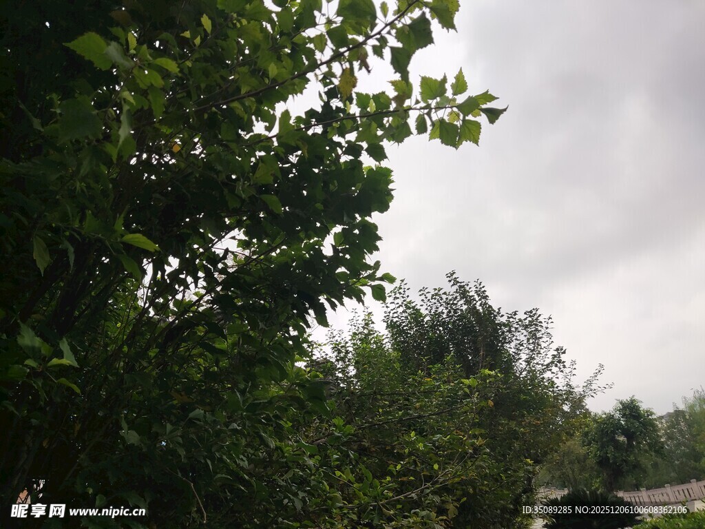 绿树环绕的阴天景象