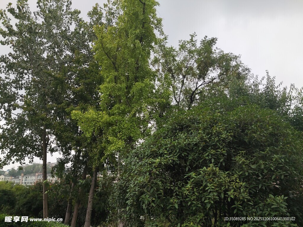 绿意盎然的树林景观