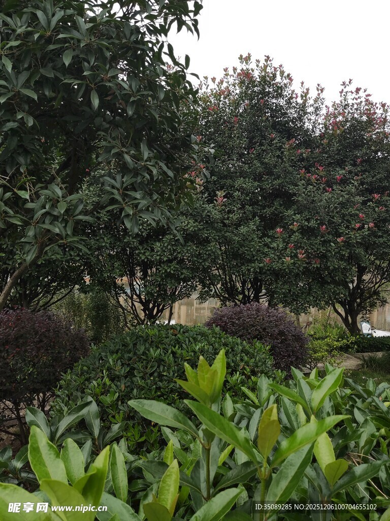 绿意盎然的园林景观