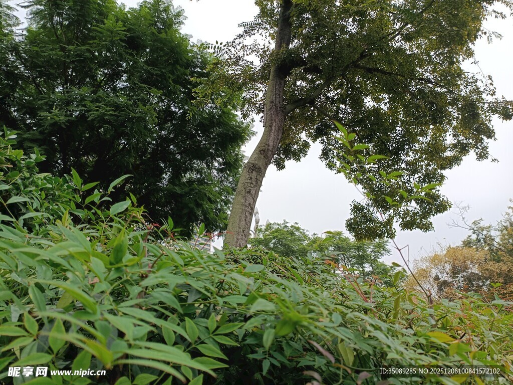 繁茂绿植中的高大树木
