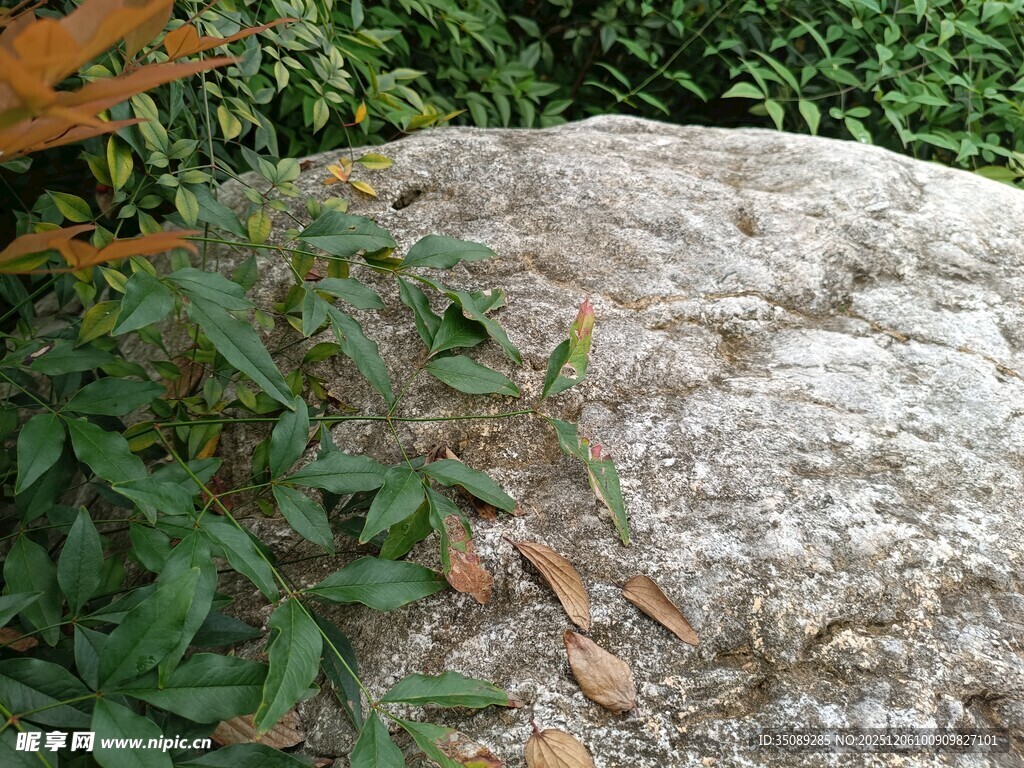 岩石旁的翠绿植物