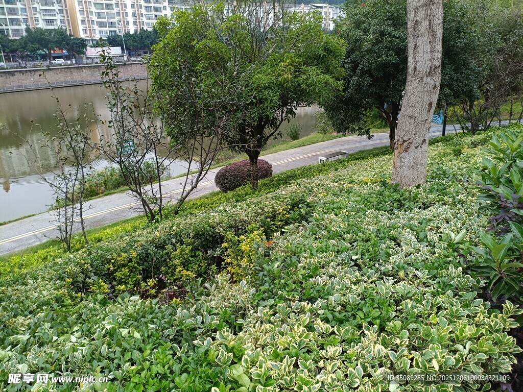 河畔绿植景观