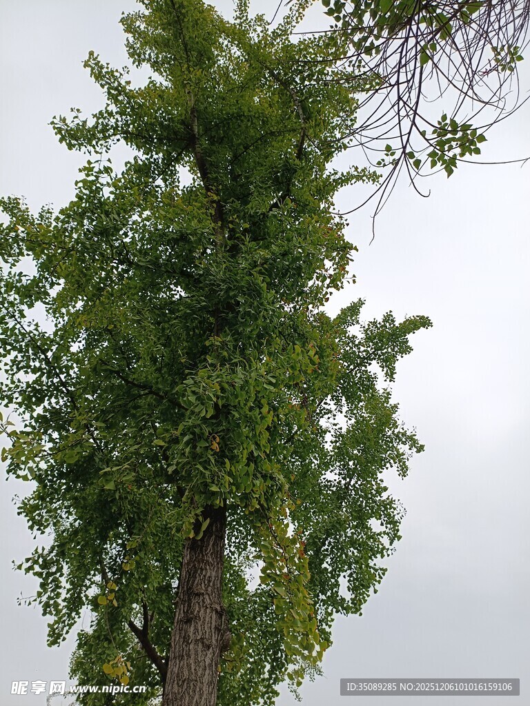 高大葱郁的单棵树木