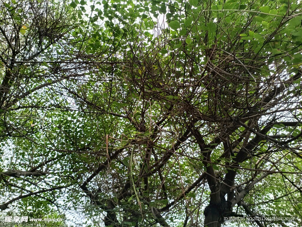 繁茂绿树展现自然生机