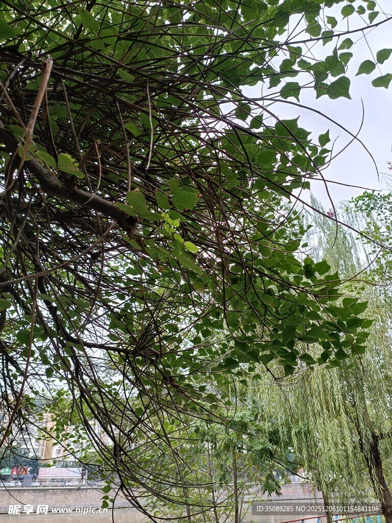 垂柳枝叶繁茂的自然景象