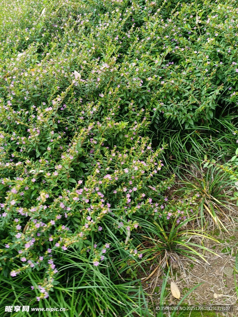 繁茂绿植生机盎然的景象