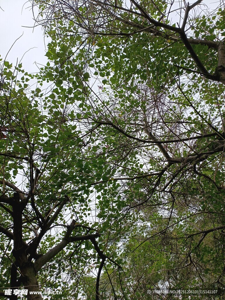 繁茂绿树展现自然生机