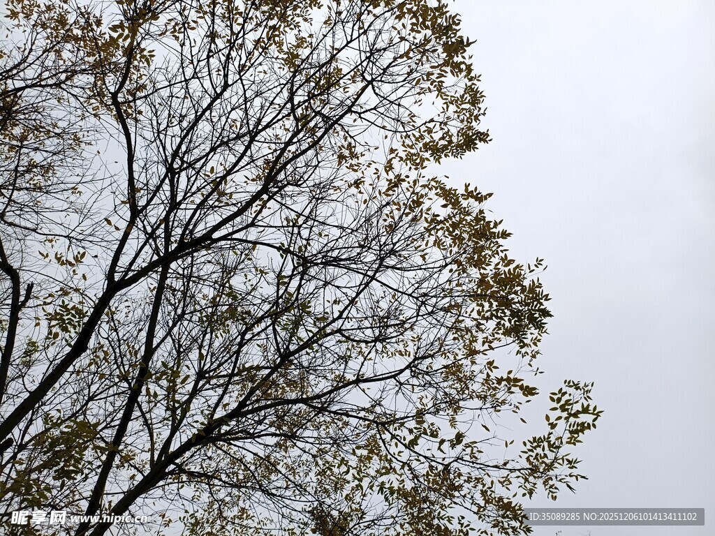 枝头新叶映灰白天空